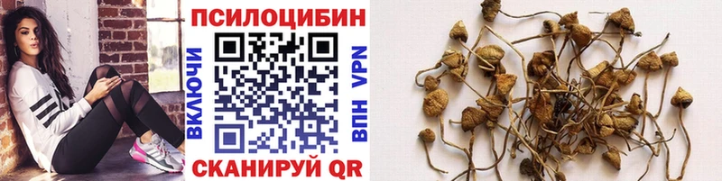 Псилоцибиновые грибы Psilocybe  как найти закладки  Усмань 